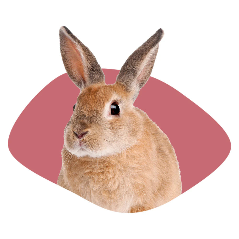 Kaninchenfreunde: Alles für alle, die Kaninchen lieben