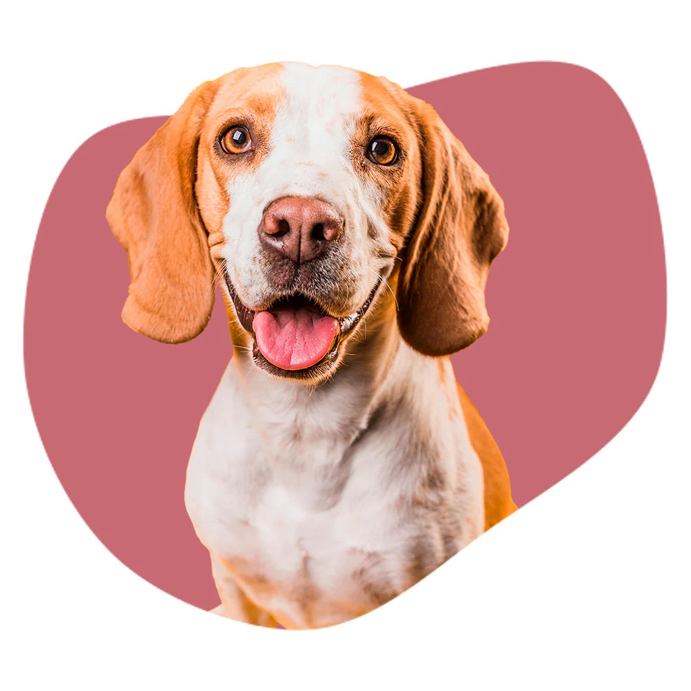 Hundefreunde: Alles für alle, die Hunde lieben