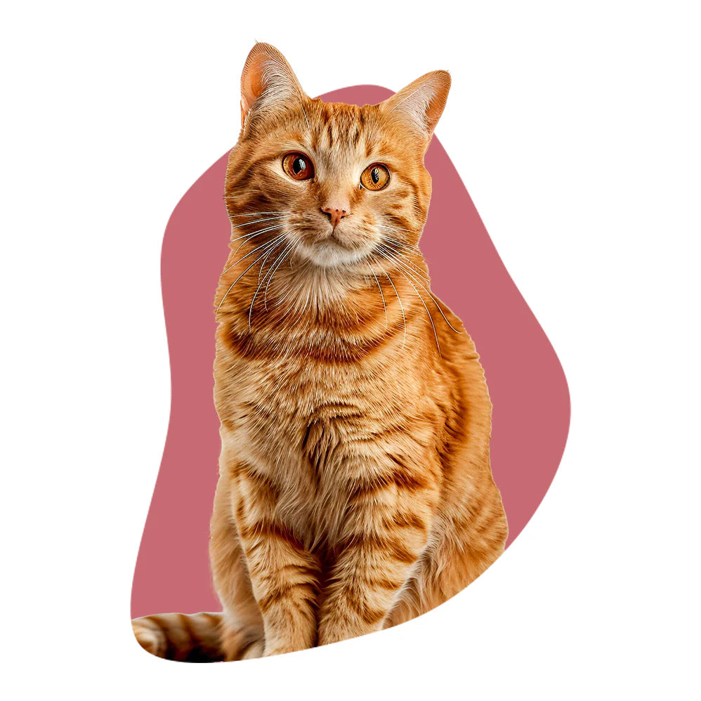 Katzenfreunde: Alles für alle, die Katzen lieben