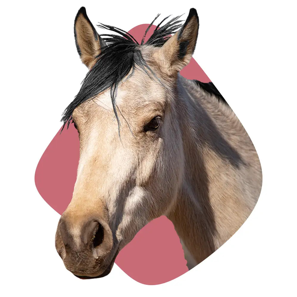 Pferdefreunde: Alles für alle, die Pferde lieben