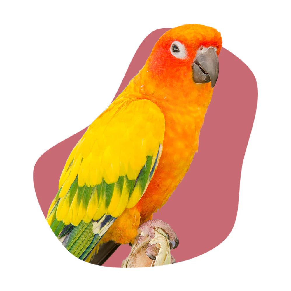 Federfreunde: Alles für alle, die Vögel lieben