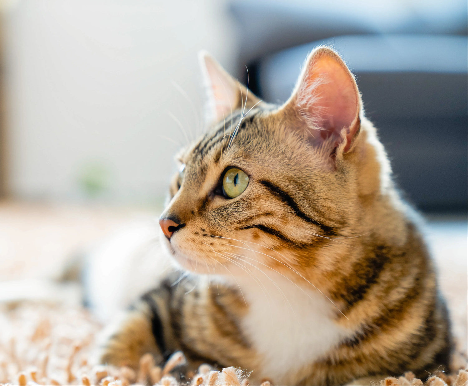 Nahaufnahme einer getigerten Katze mit grünen Augen, liegend auf einem weichen Teppich im Wohnzimmer. Symbolbild für Tierliebe und Gemütlichkeit.